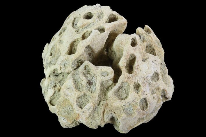 Cretaceous Fossil Sponge (Etheridgea) - Kazakhstan #91889
